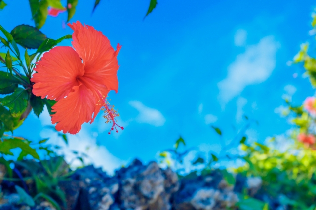 写真:青空とハイビスカス